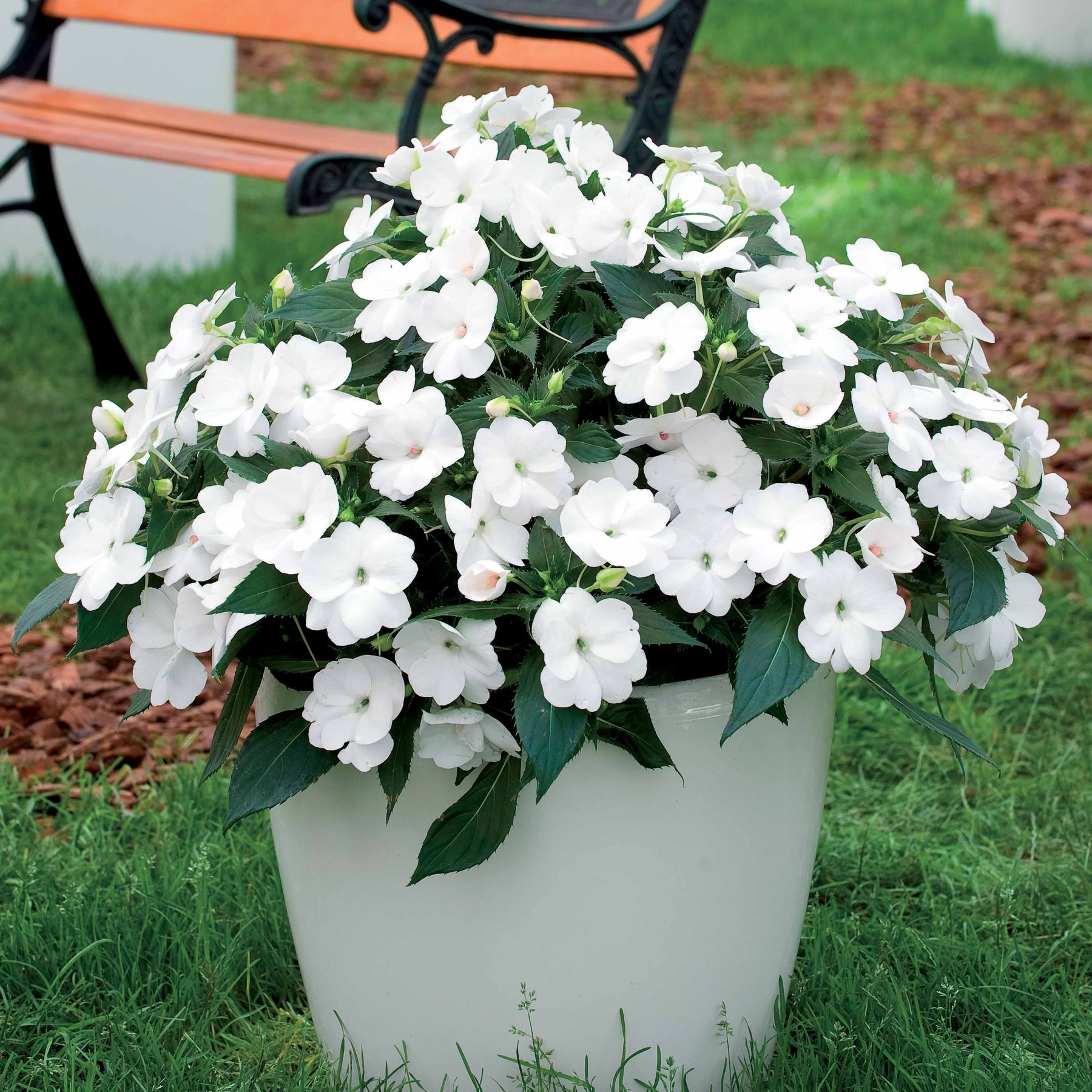 Witte zonnebloemen (x3) - Willemse