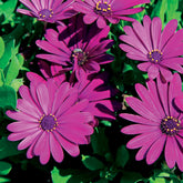 Spaanse margriet - paars (x3) - Willemse