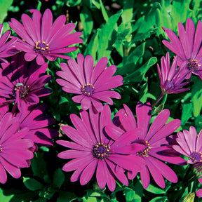 Spaanse margriet - paars (x3) - Osteospermum margarita purple - Willemse