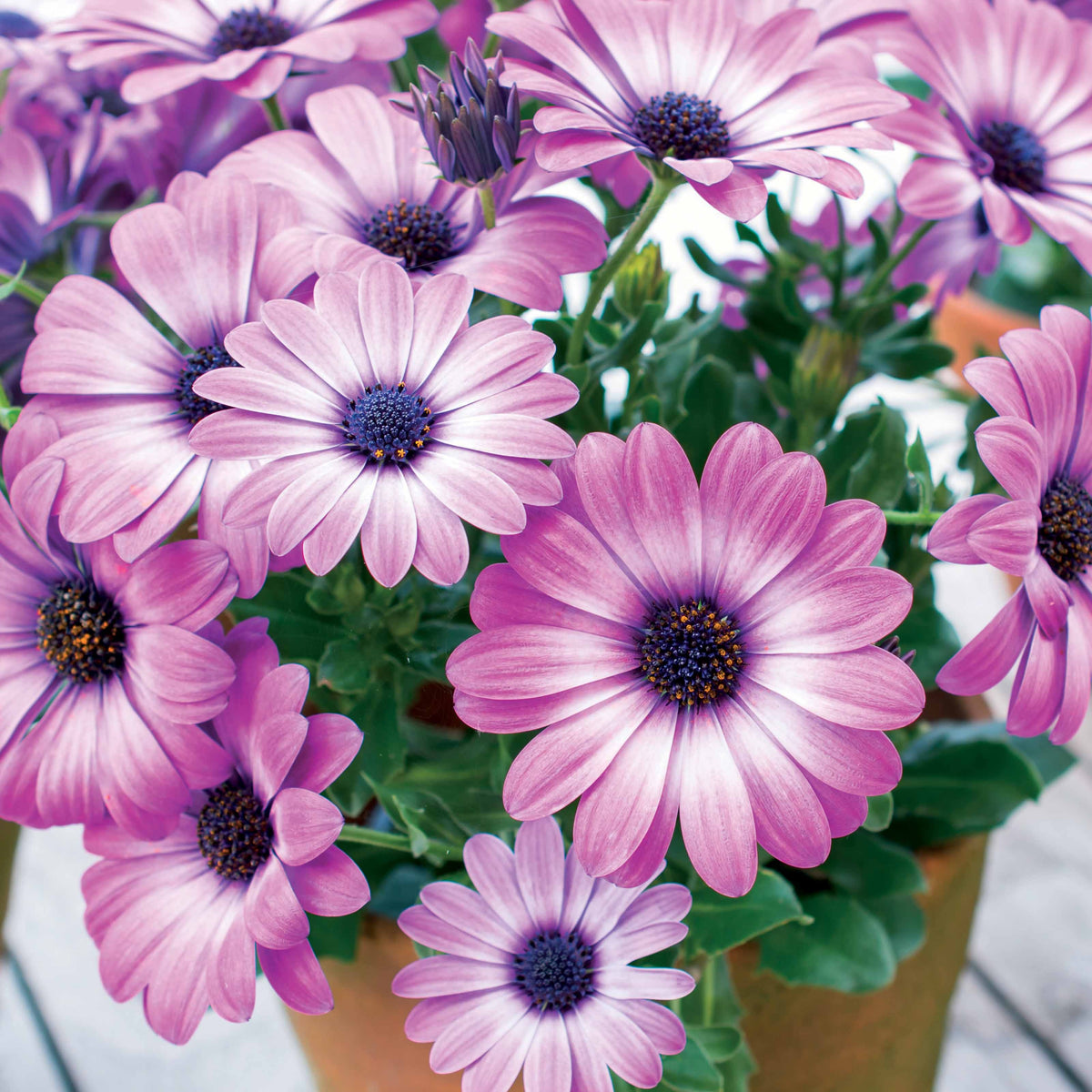 Spaanse margriet 'Pink Flave' (x3) - Osteospermum margarita pink flave - Willemse