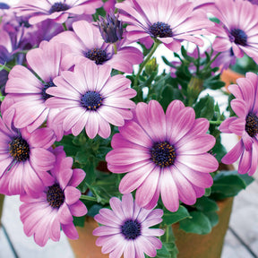 Spaanse margriet 'Pink Flave' (x3) - Osteospermum margarita pink flave - Willemse