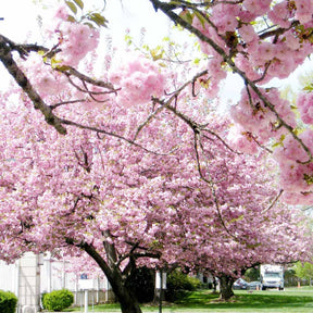 Japanse sierkers 'Kanzan' - Japanse kersenbloesem - Prunus - Willemse