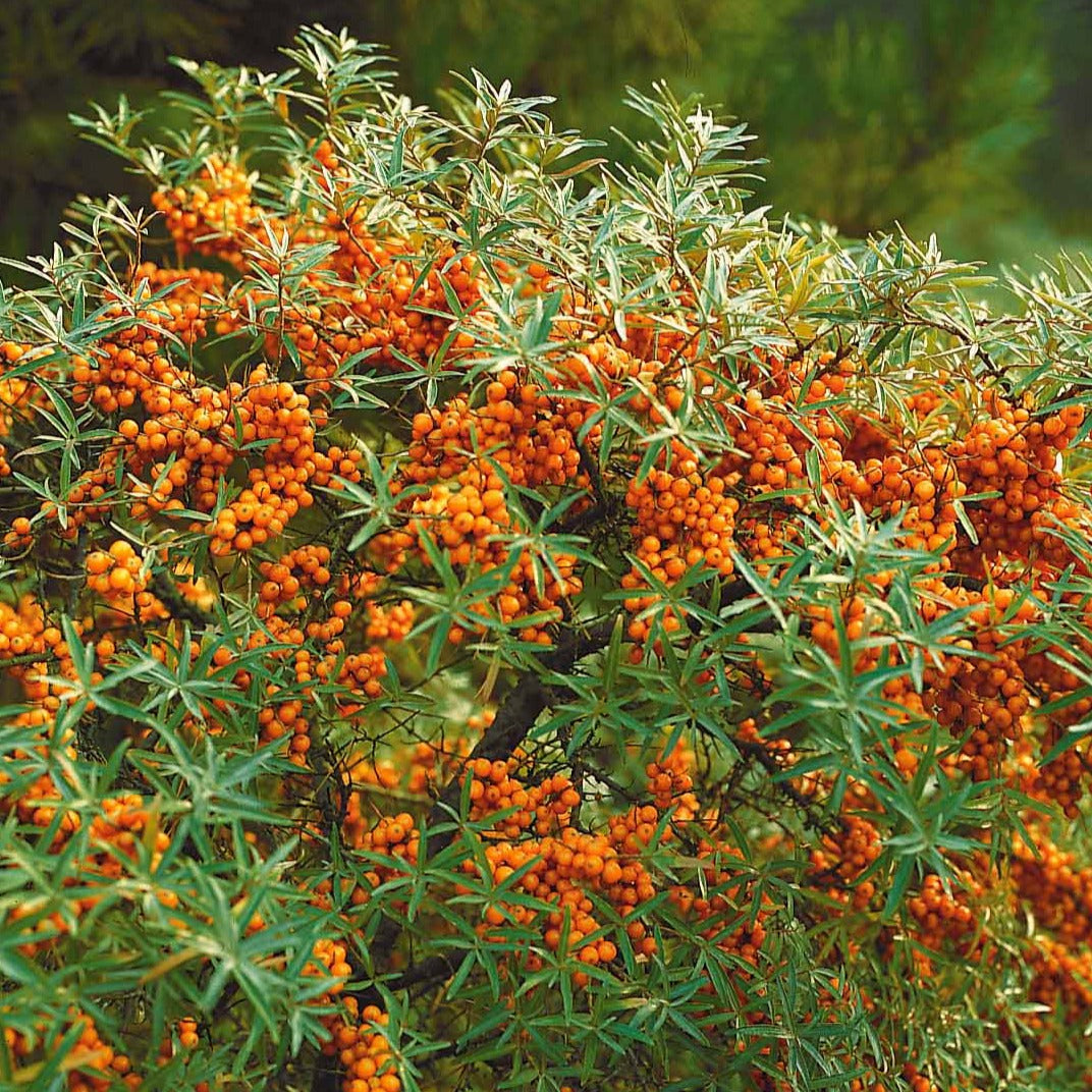 Duindoorn - Hippophae rhamnoides - Willemse
