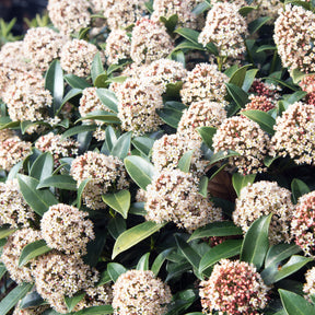 Skimmia - Skimmia japonica - Willemse
