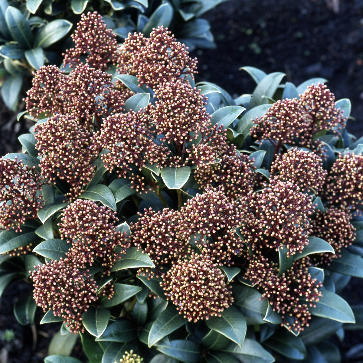 Skimmia - Willemse