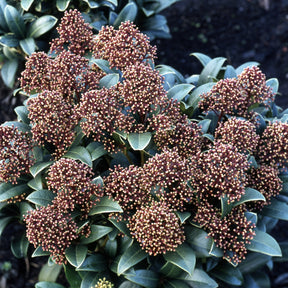 Skimmia - Willemse