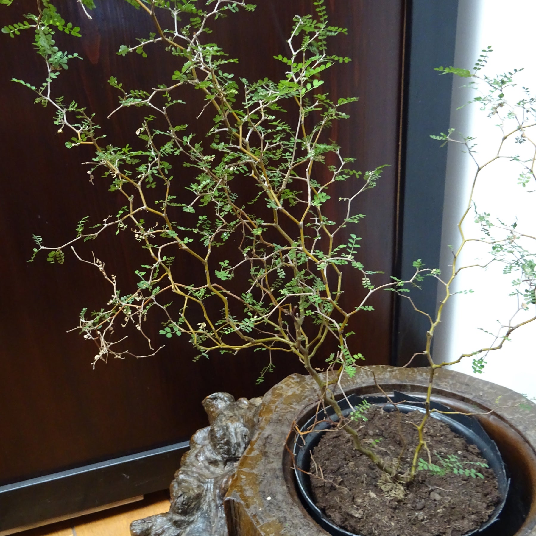 Dwerg Honingboom Little Baby - Sophora prostrata little baby