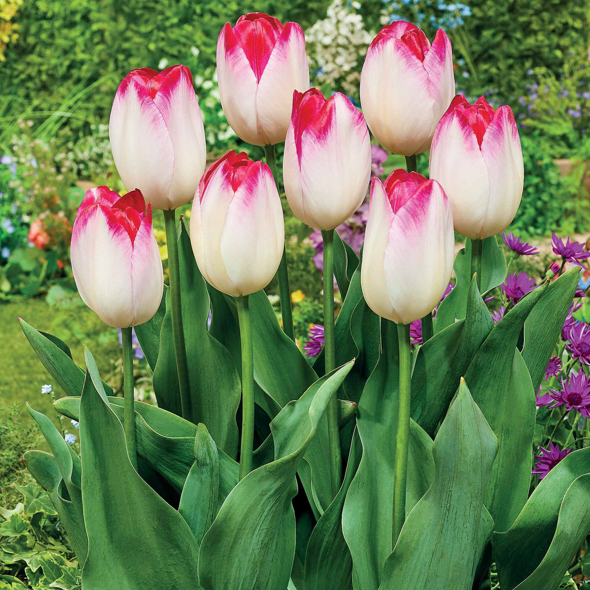 Triumph tulpen 'Supri Erotic' (x10) - Willemse