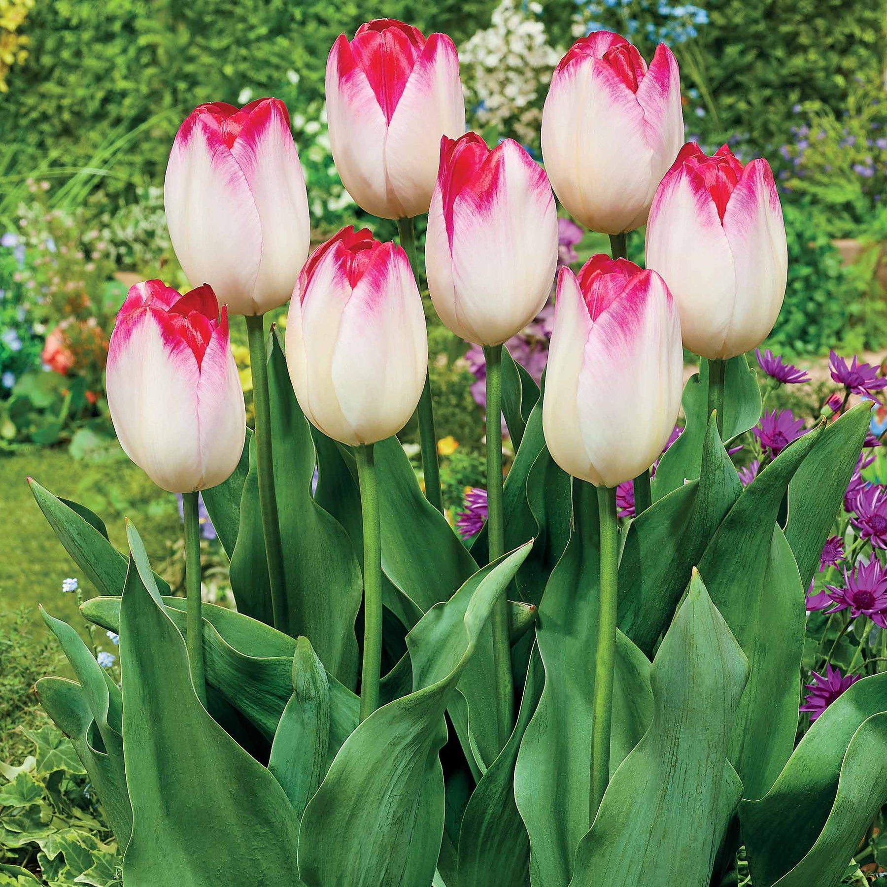 Triumph tulpen 'Supri Erotic' (x10) - Willemse