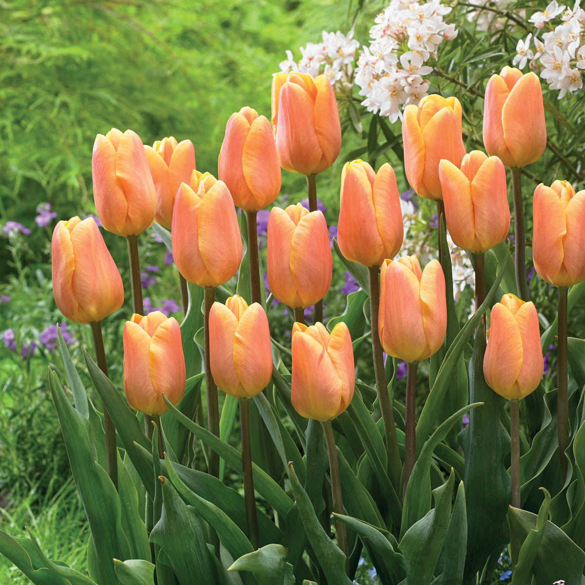 Triumph tulpen 'Bellville' (x10) - Willemse