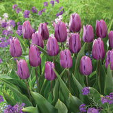Triumph tulpen 'Blue beauty' (x10) - Willemse
