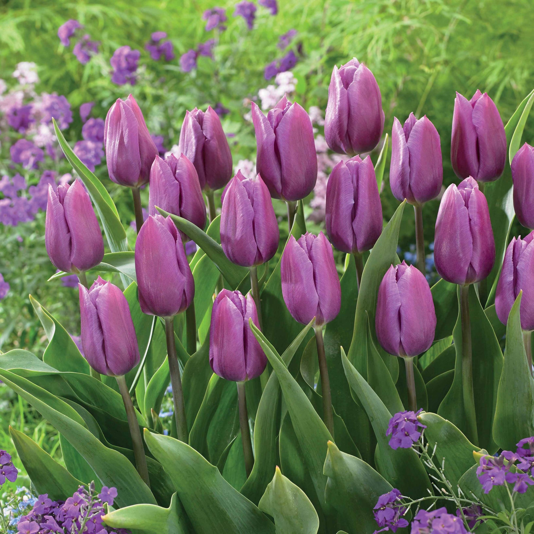 Triumph tulpen 'Blue beauty' (x10) - Willemse