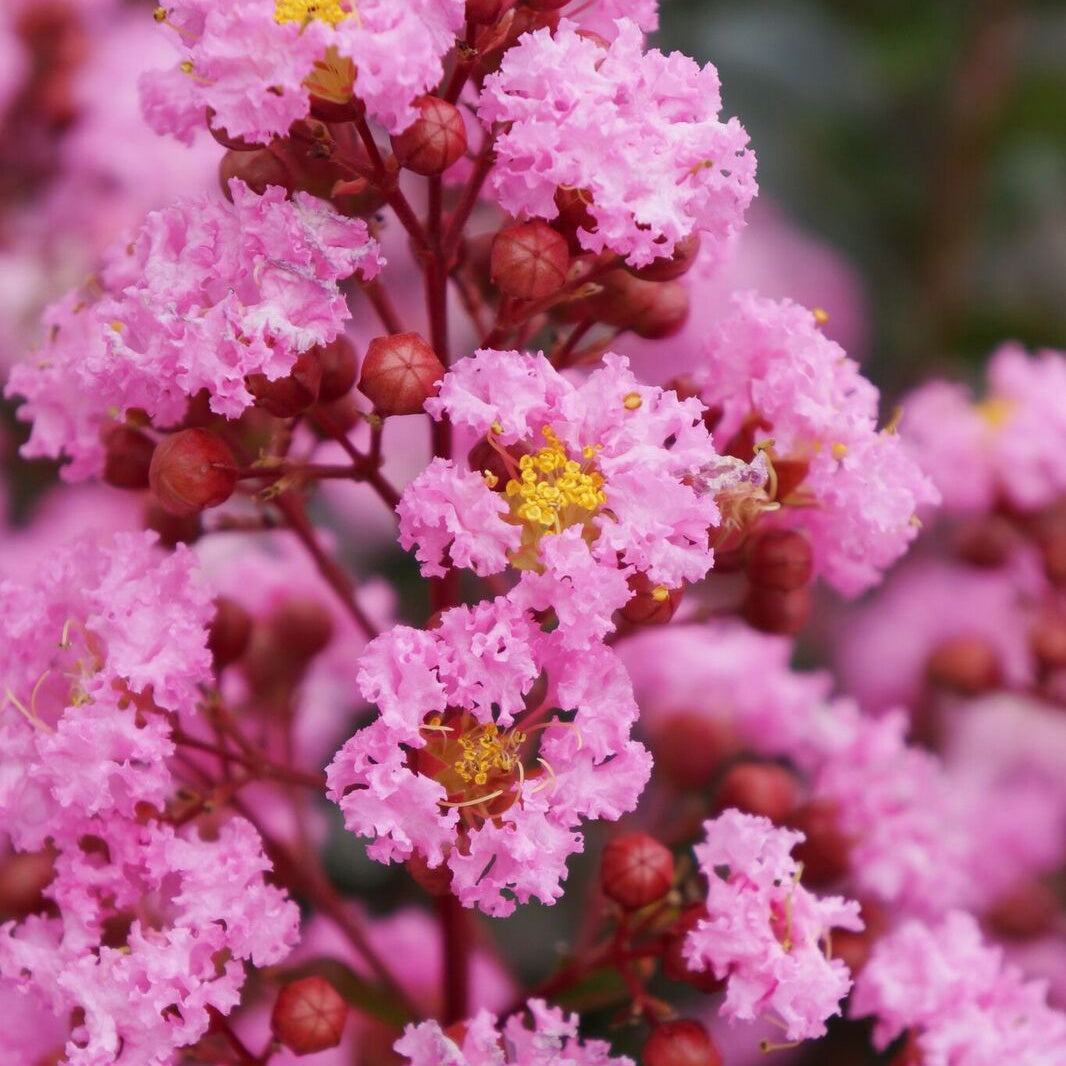 Indische sering Eveline - Lagerstroemia indica Eveline - Willemse