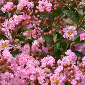 Lagerstroemia indica Eveline - Indische sering Eveline - Indische sering
