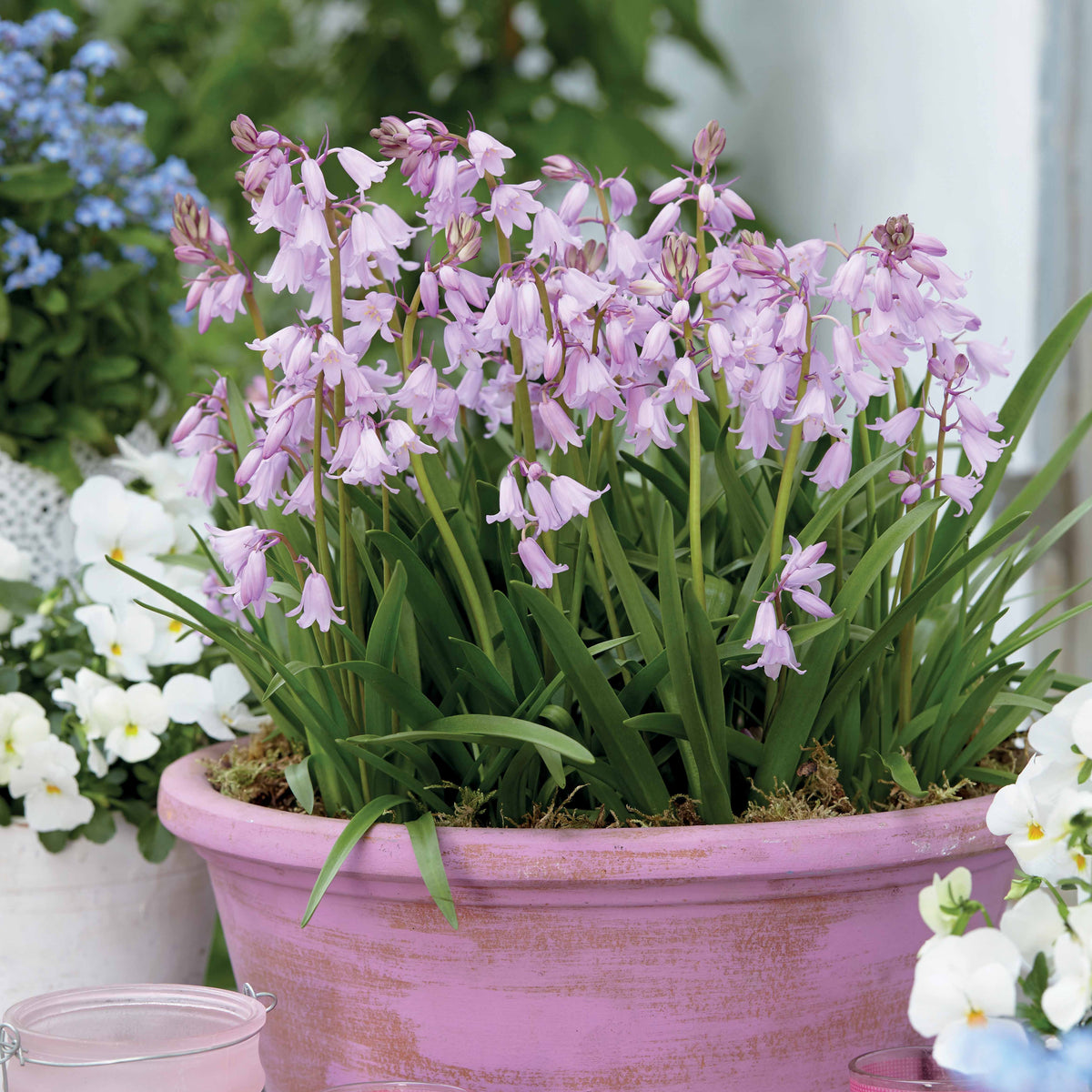 Hyacinthoides gemengd (x10) - Willemse