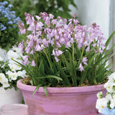 Hyacinthoides gemengd (x10) - Willemse