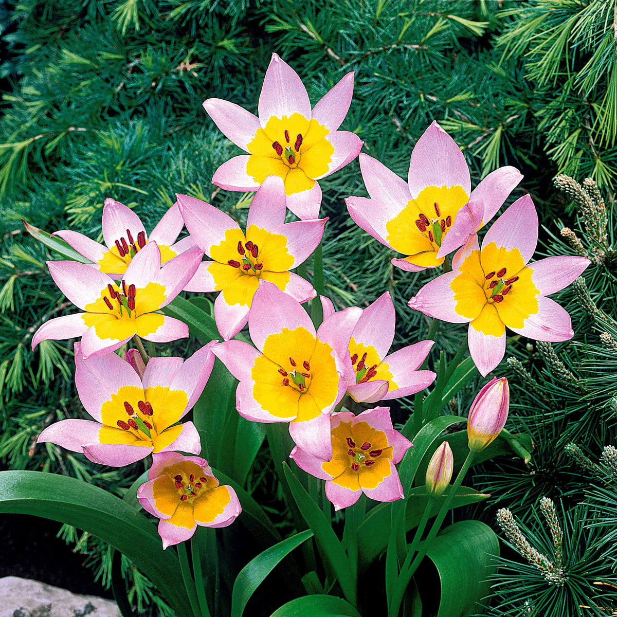 Tulpen - Wildtulpen Bakeri Lilac Wonder (x10) - Tulipa lilac wonder