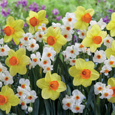 Collectie Narcissen (Red Devon  + Geranium) (x16) - Willemse