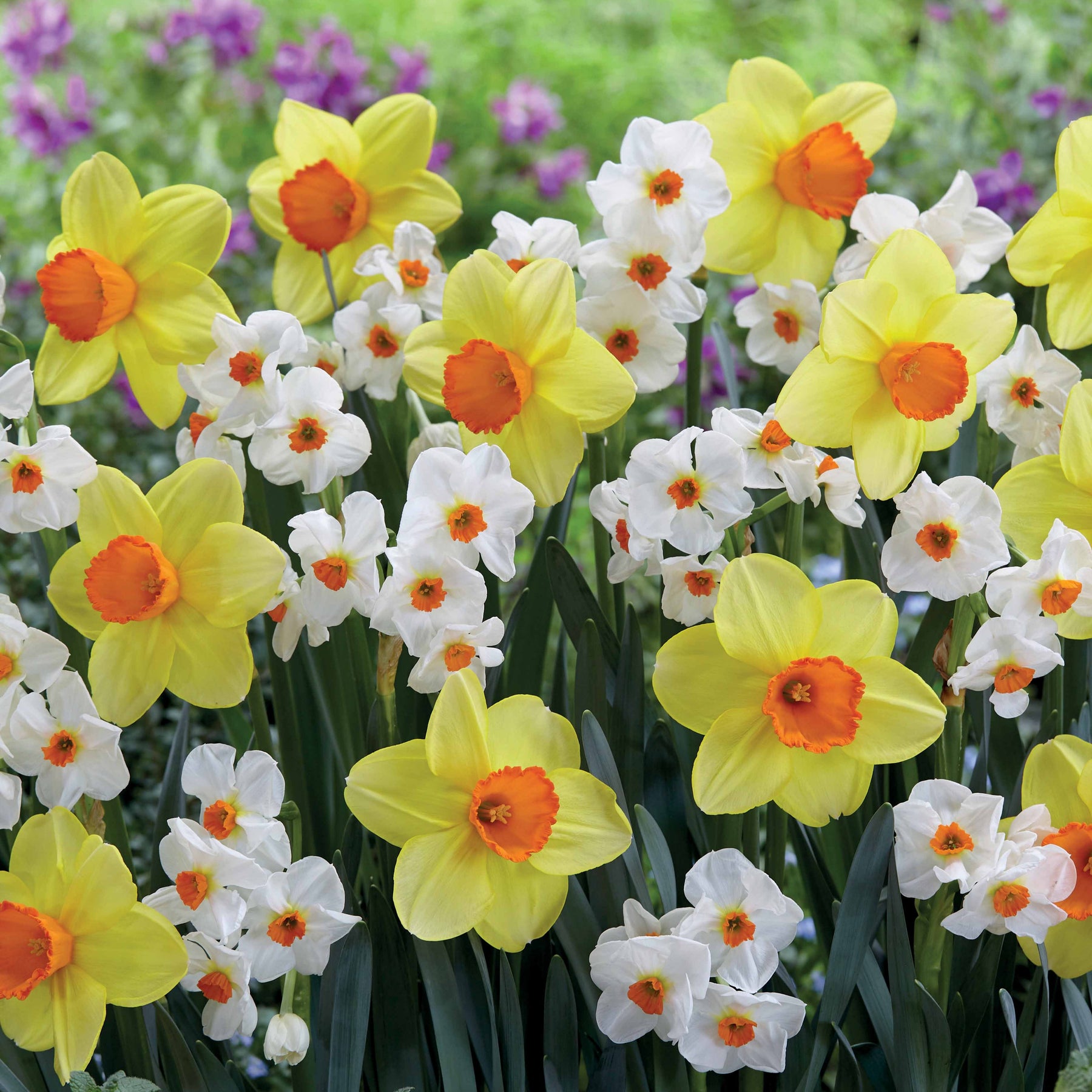 Collectie Narcissen (Red Devon  + Geranium) (x16) - Willemse