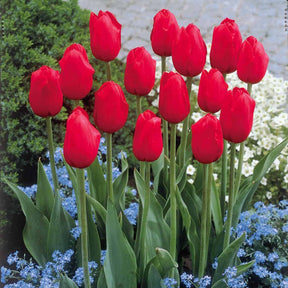 Langstelige tulp rood (x5) - Willemse