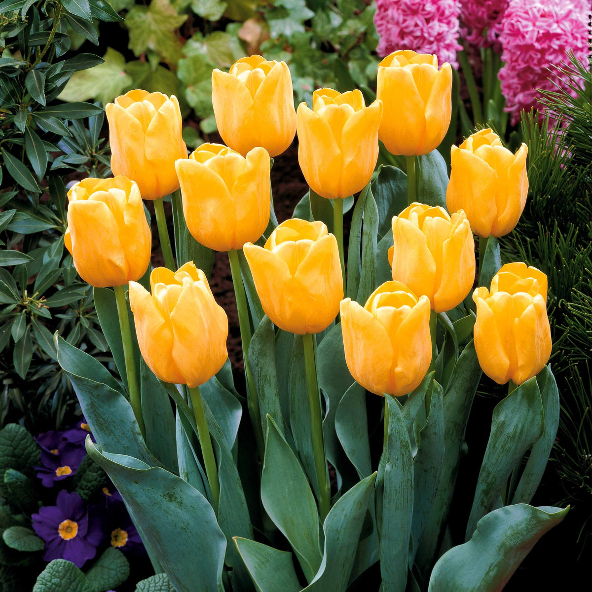Langstelige tulp geel (x5) - Willemse