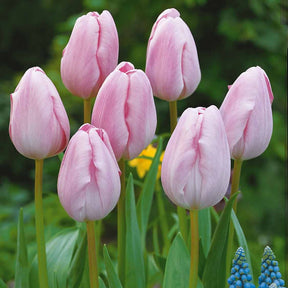 Langstelige tulp roze (x5) - Willemse