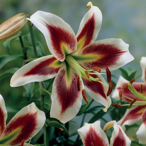 Lelie 'Beverly Dreams' (x3) - Willemse