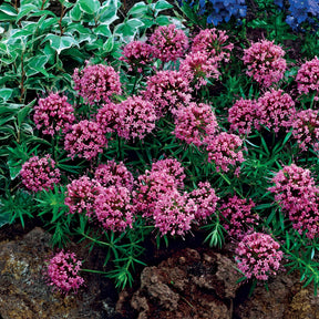 Verkoop Perzische Kruisjesplant - Phuopsis stylosa