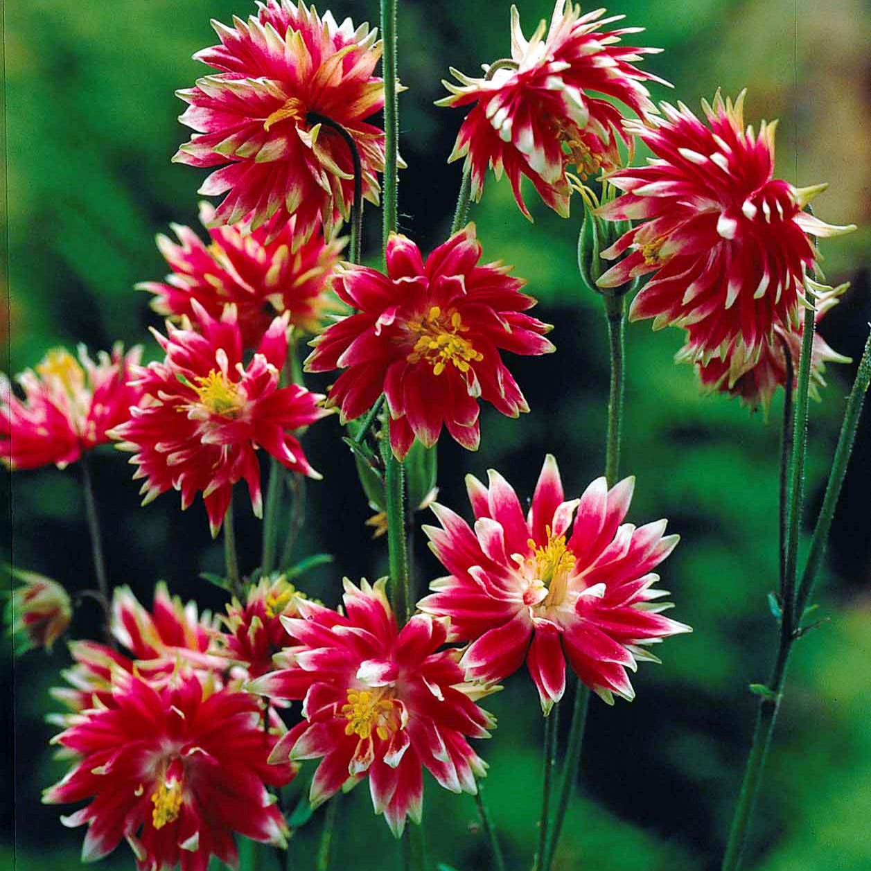 Aquilegia Nora Barlow - Akelei 'Nora Barlow' - Akelei