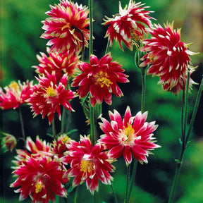 Aquilegia Nora Barlow - Akelei 'Nora Barlow' - Akelei