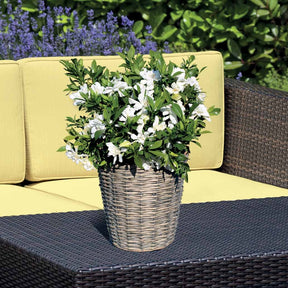 Kaapse Jasmijn 'Celestial Star' - Gardenia celestial star® 'ps-2013-4' - Willemse