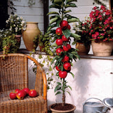 Appelboom 'Red Spur Delicious' - Malus domestica Red Spur Delicious - Willemse