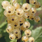 Ribes rubrum white pearl - Witte aalbes 'White Pearl' - Rode bes