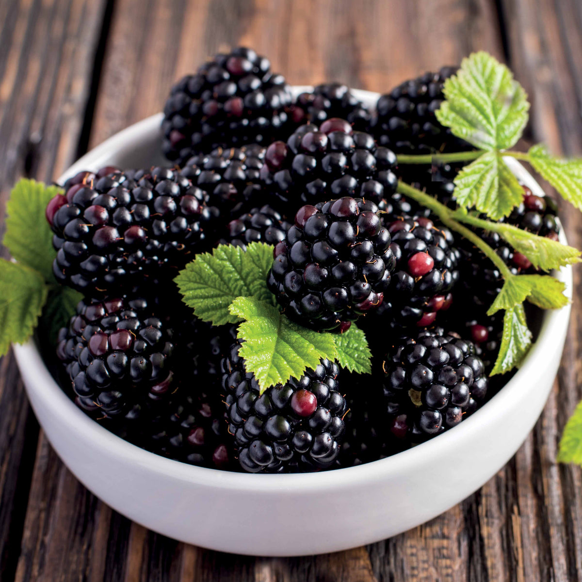 Braam 'Thornless Evergreen' - Willemse