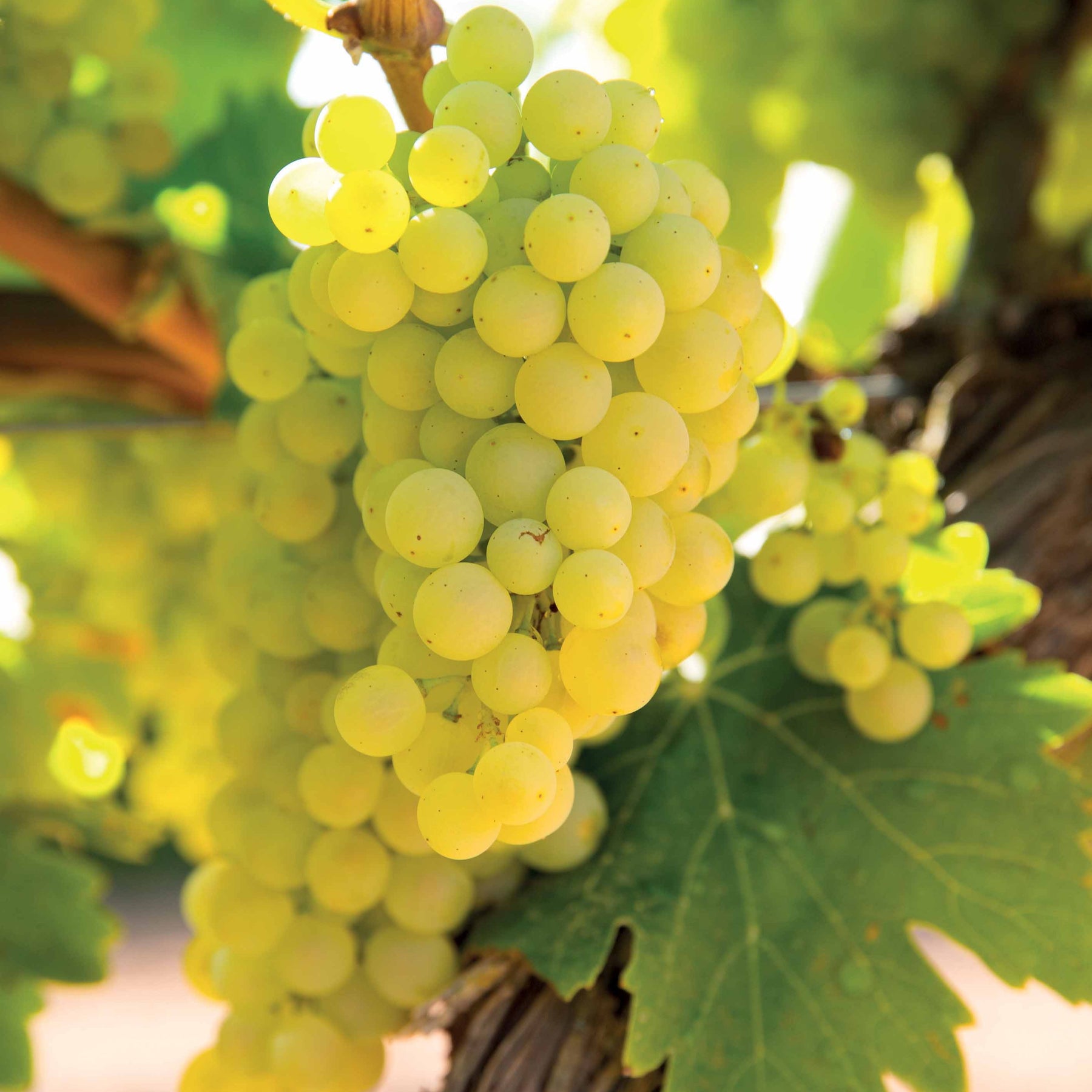 Witte druif 'Vroege van der Laan' - Willemse