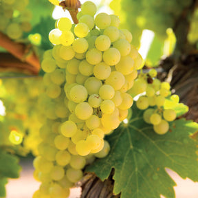 Witte druif 'Vroege van der Laan' - Willemse