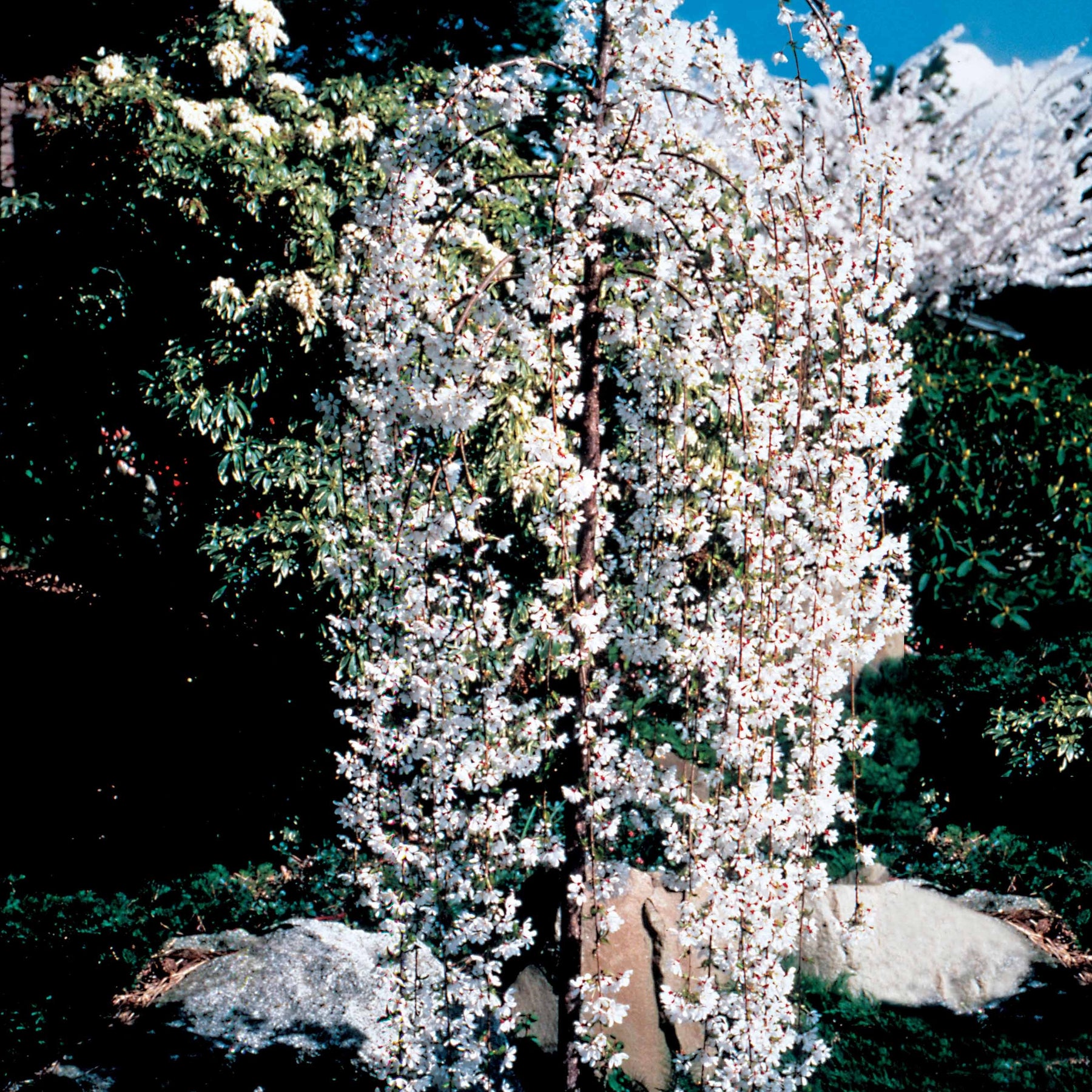 Verkoop Treursierkers 'Snow Fountains' - Prunus Snow Fountains