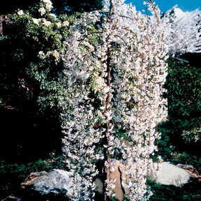 Verkoop Treursierkers 'Snow Fountains' - Prunus Snow Fountains