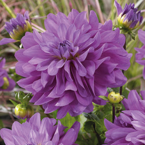 Dahlia 'Bleutiful' (x3) - Willemse