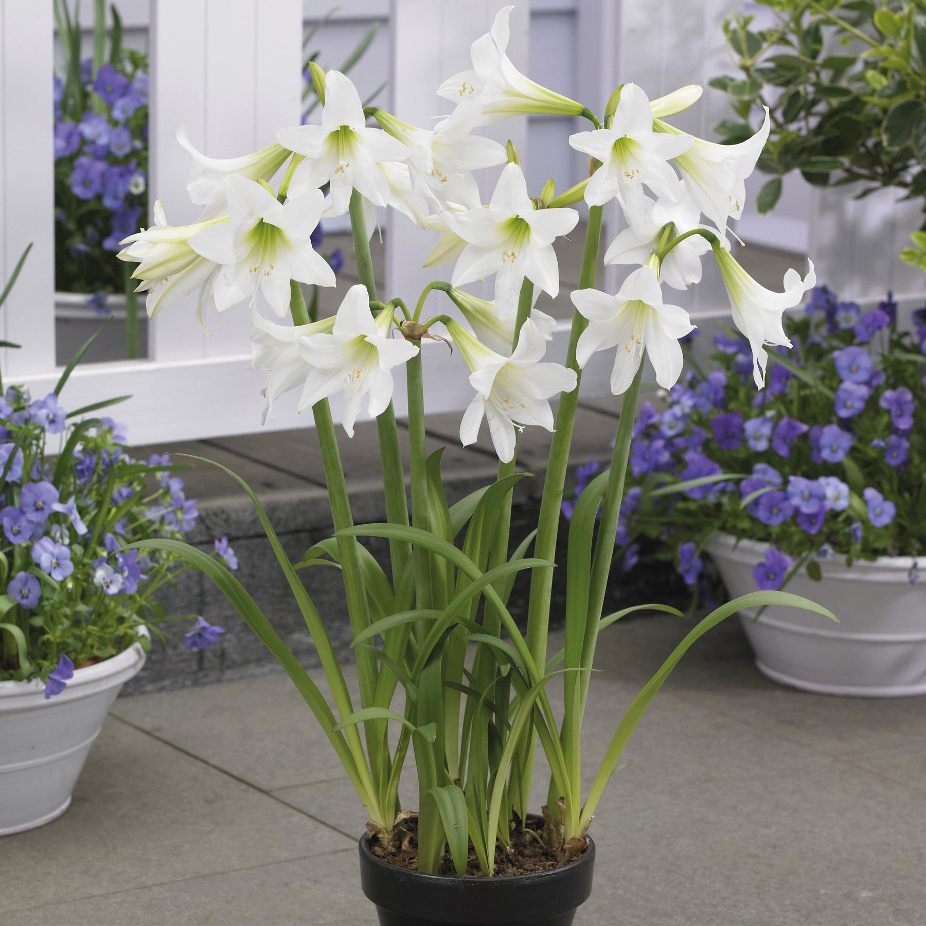 Amaryllis 'Sonatini White' - Willemse