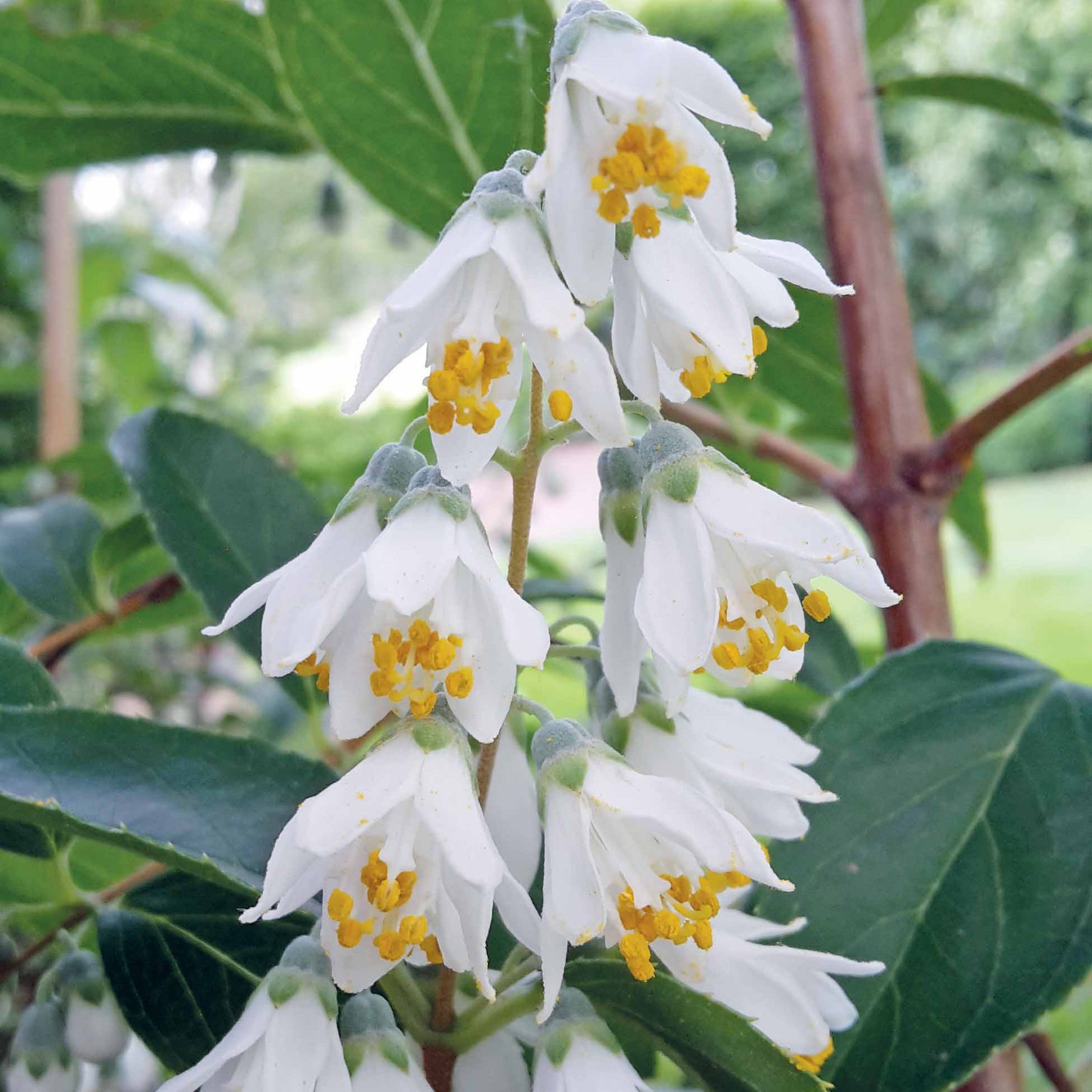 Pulchra Bruidsbloem - Willemse