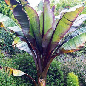Rode bananenplant - Ensete ventricosum Maurelii - Willemse