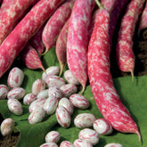 Kievitsboon 'Flambo' / 'Obtention Clause' - Phaseolus vulgaris nain flambo (obtention clause) - Willemse