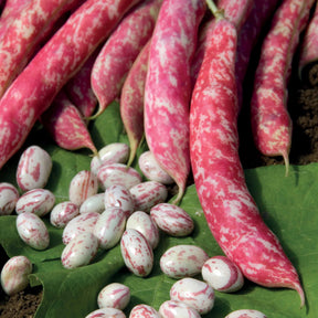 Kievitsboon 'Flambo' / 'Obtention Clause' - Phaseolus vulgaris nain flambo (obtention clause) - Willemse