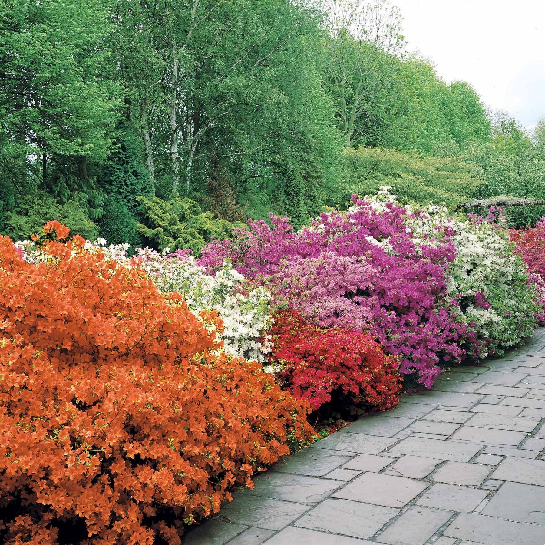 Japanse azalea - rood - Azalea japonica red - Willemse