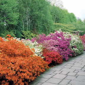 Japanse azalea - rood - Azalea japonica red - Willemse