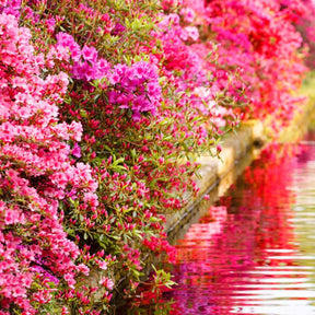 Azalea japonica pink - Japanse azalea - roze - Azalea's