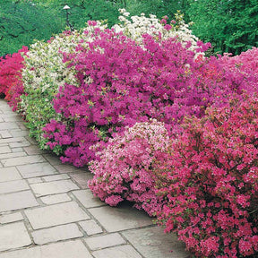 Japanse azalea - paars - Willemse