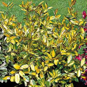 Olijfwilg - Eleagnus pungens maculata - Willemse