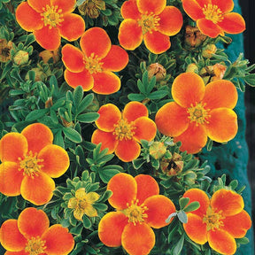 Potentilla fruticosa Hopley's Orange - Ganzerik 'Hopley's Orange' - Bloeiende heesters